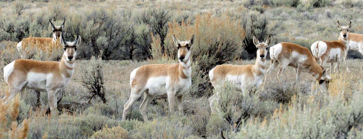 Group of curious pronghorns 40 miles northeast of Sun Valley, Idaho.